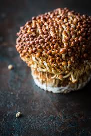 workshop foodfotografie