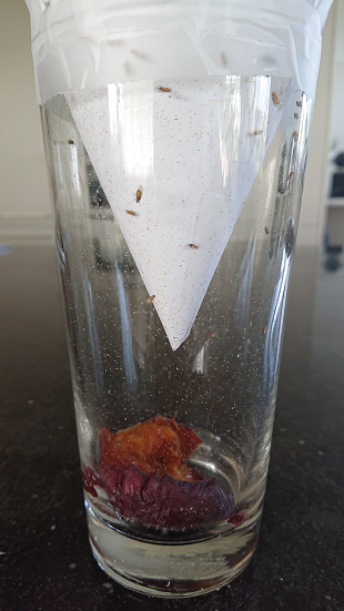 tips tegen fruitvliegjes