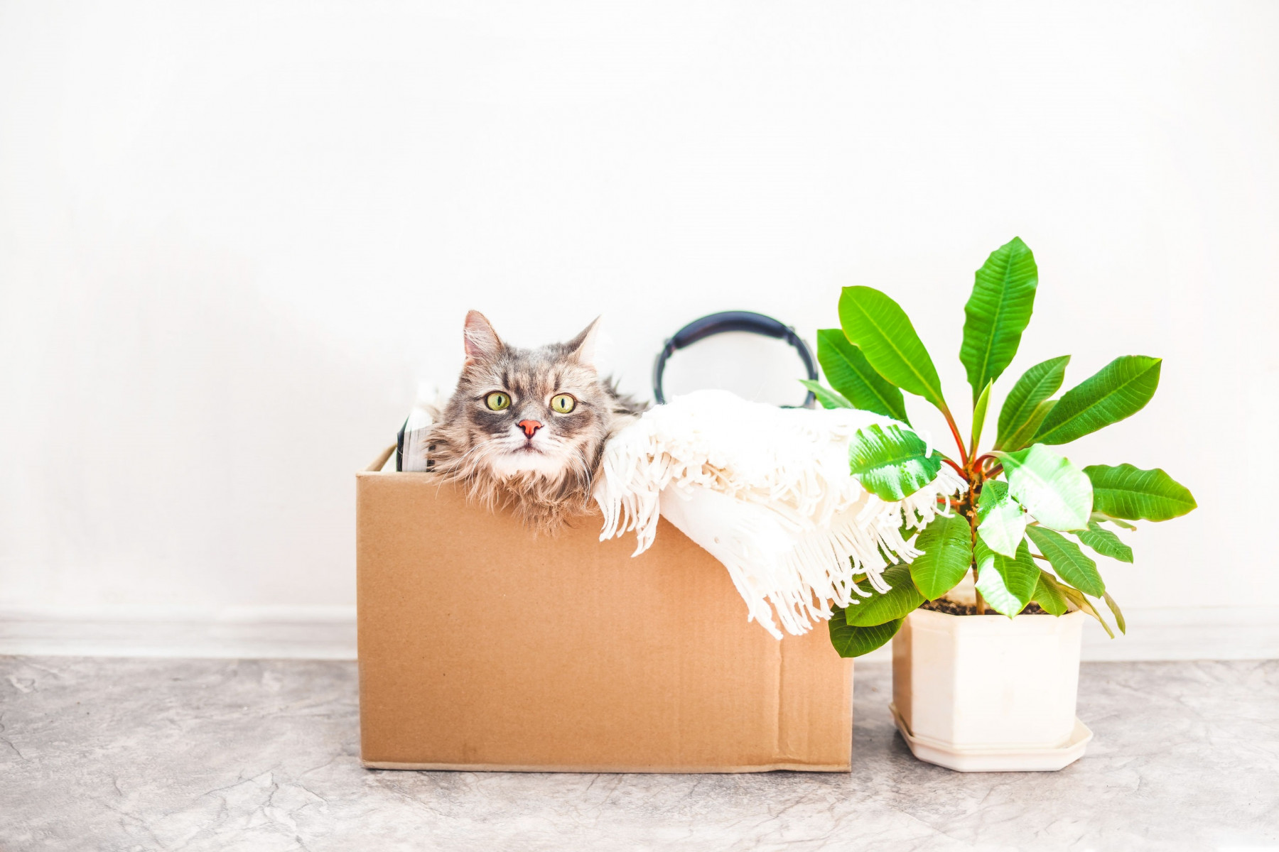 kat verhuizen tips